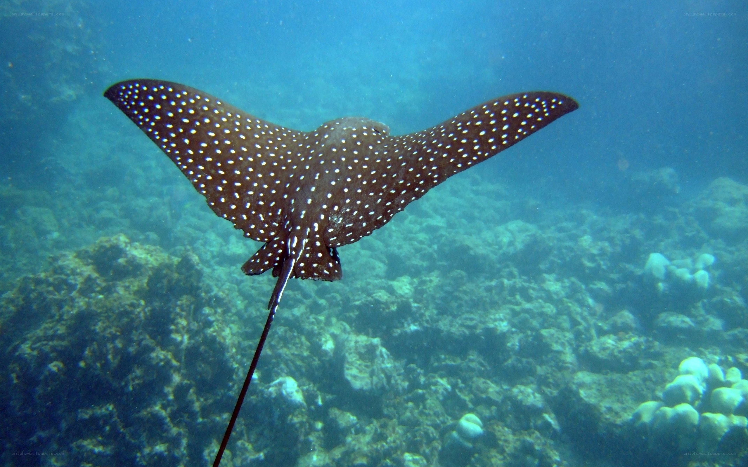 Spotted eagle ray swimming underwater