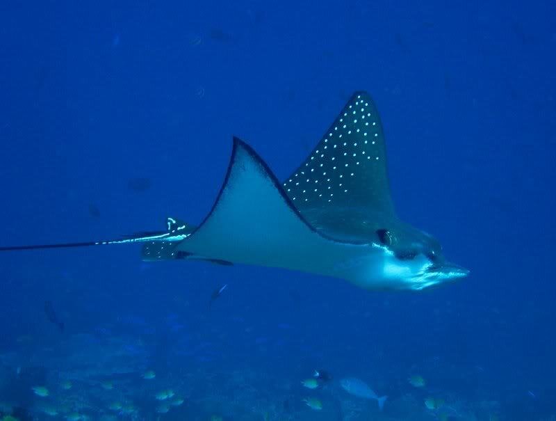 Spotted Eagle Ray