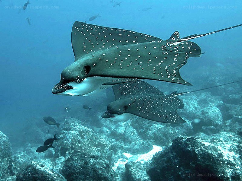 Spotted eagle rays swimming