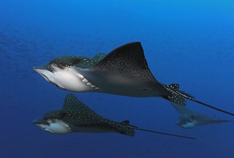 Spotted Eagle Rays