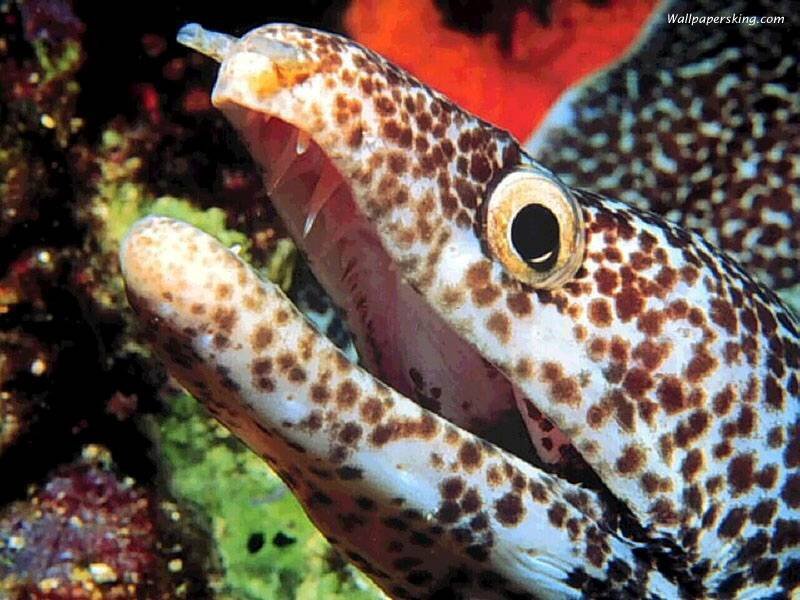 spotted eel with open mouth