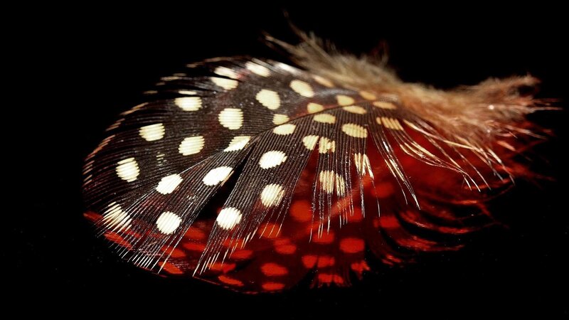 Spotted Feather