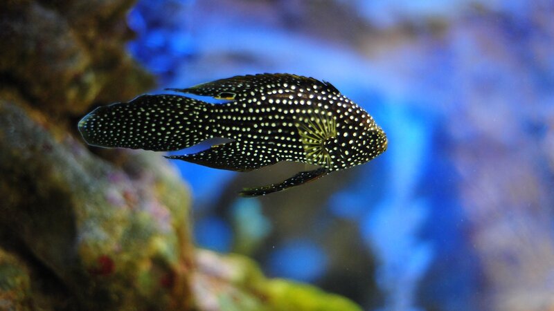 Spotted Fish in Aquarium — Black
