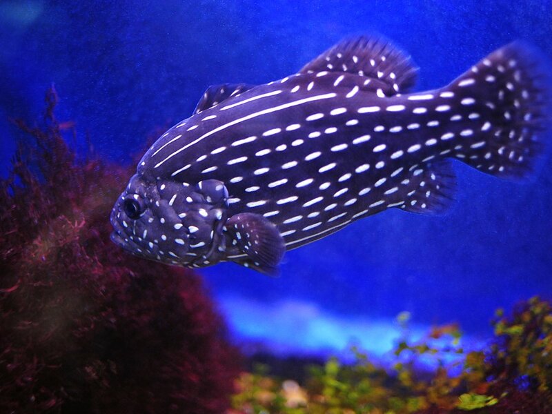 spotted fish in aquarium
