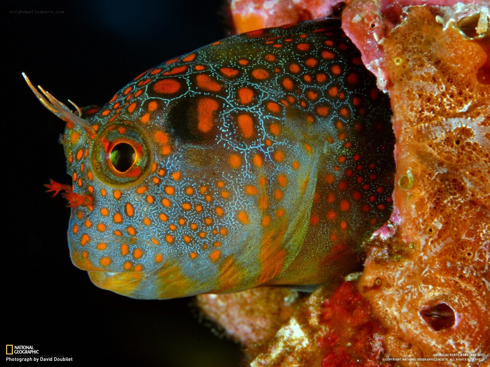 Spotted fish in coral reef