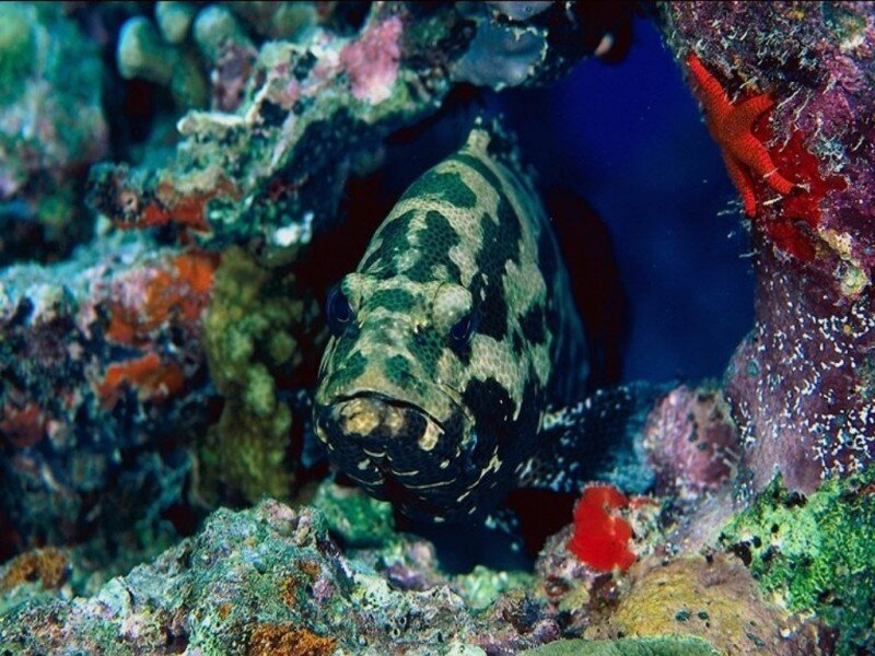 Spotted Fish in Coral