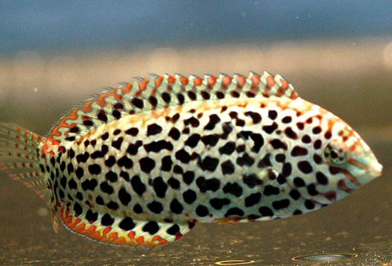 Spotted Fish in Water