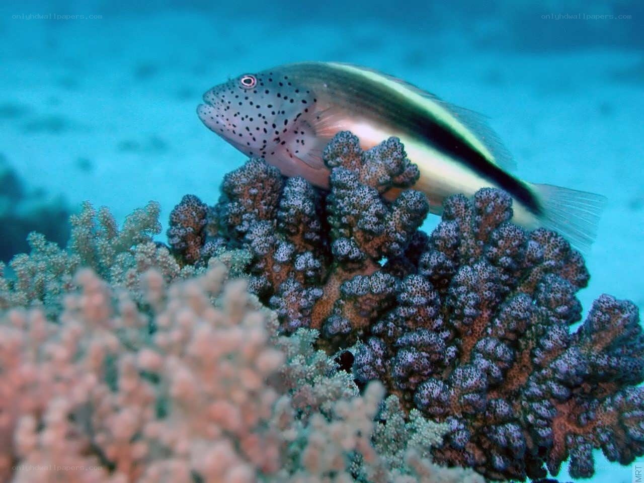 Spotted fish on coral reef
