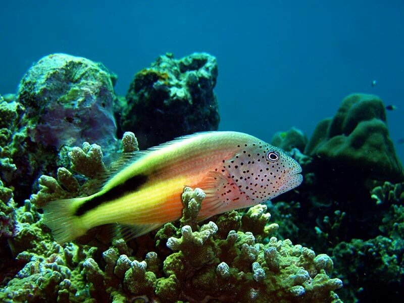 Spotted Fish on Coral Reef — Blue