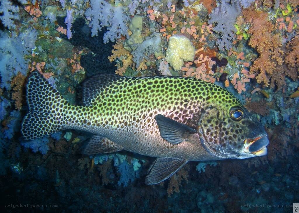 spotted fish on coral reef