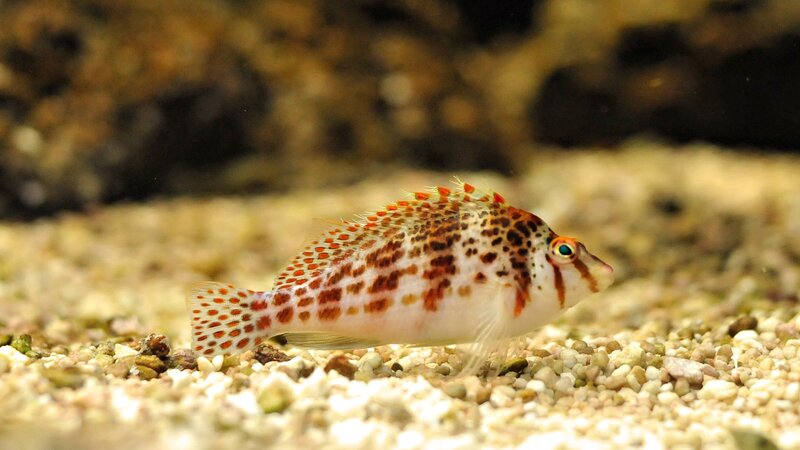 spotted fish on gravel