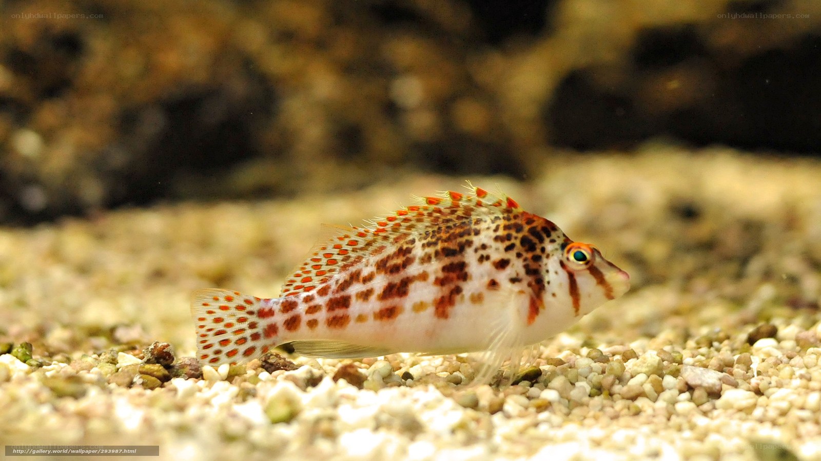 spotted fish on gravel
