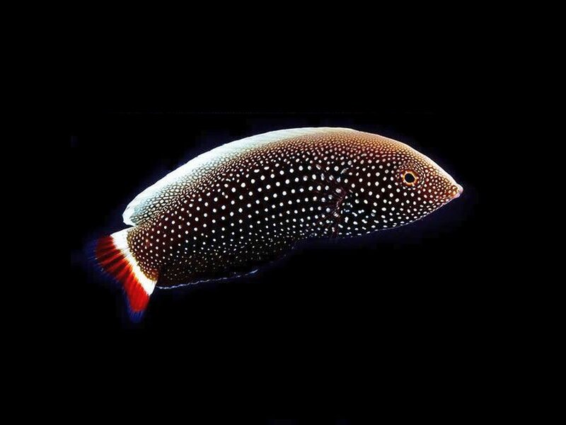 Spotted Fish with Red Tail