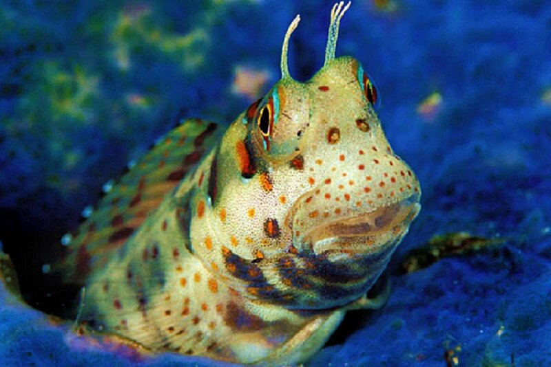Spotted Fish with Tentacles