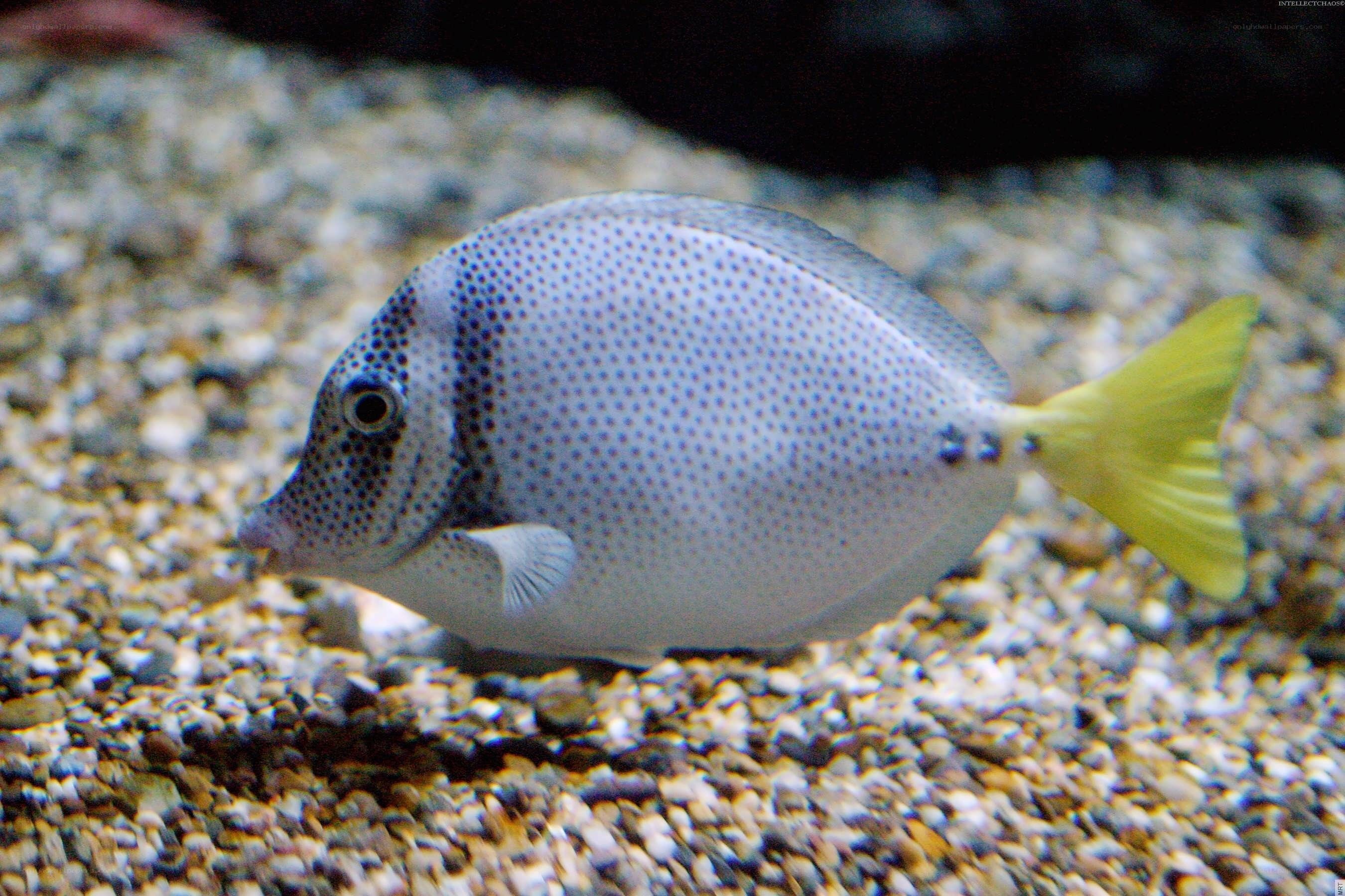 spotted fish with yellow tail