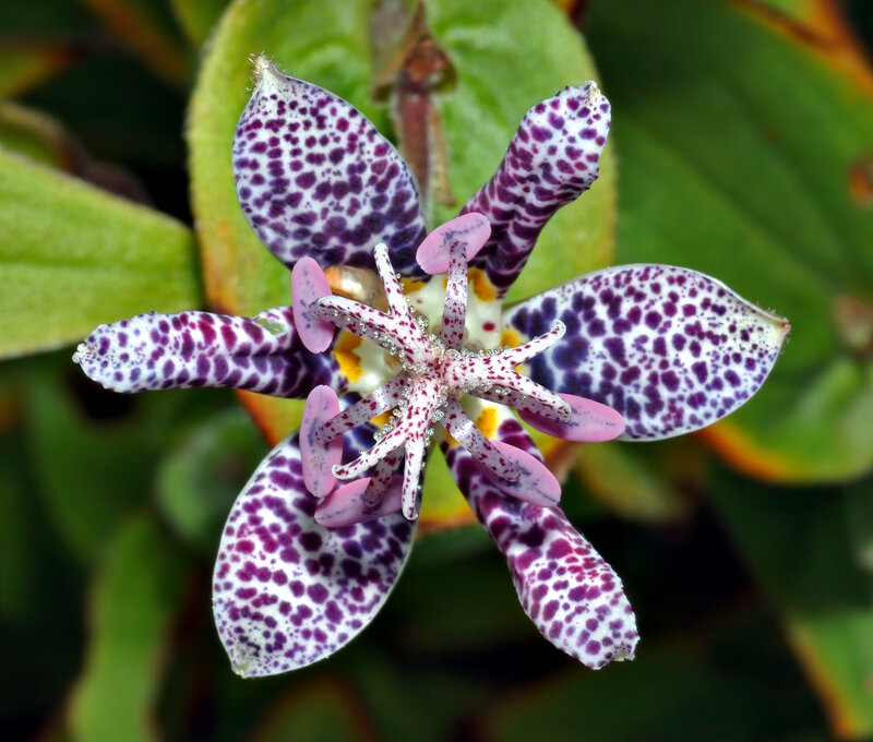 Spotted Flower Bloom