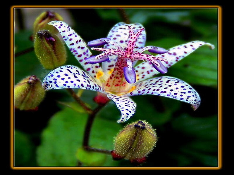 Spotted Flower with Buds
