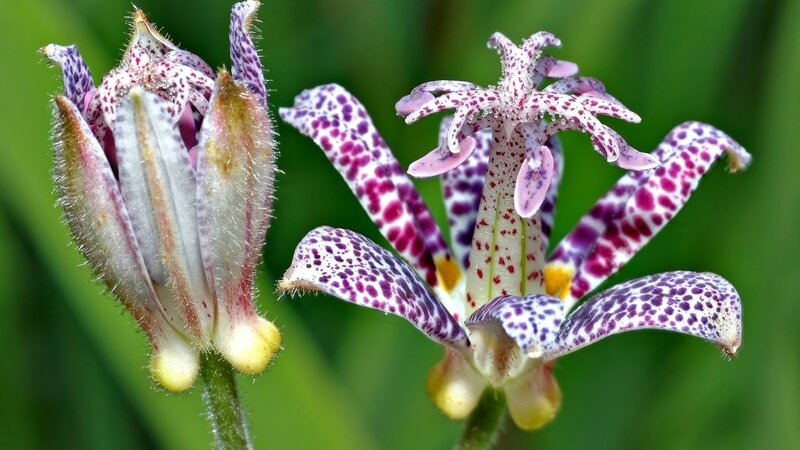 Spotted Flowers in Bloom