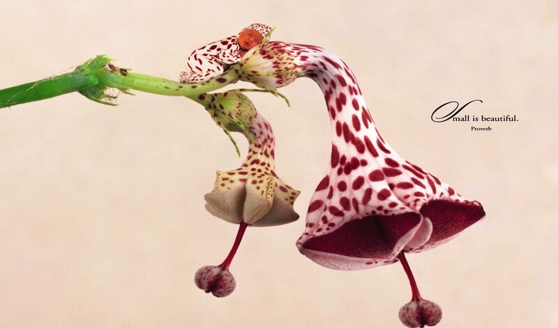Spotted Flowers with Baby