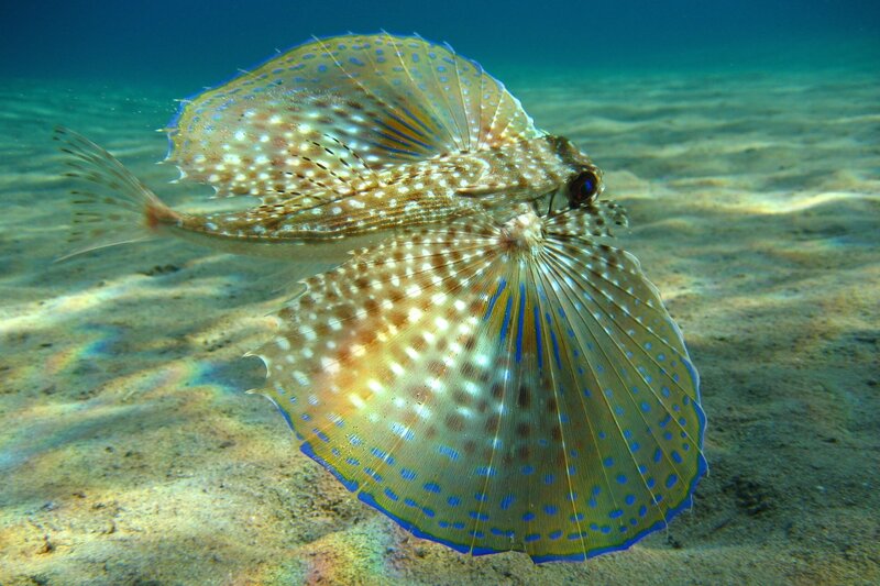Spotted Flying Gurnard — Blue