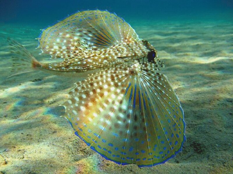 spotted flying gurnard fish