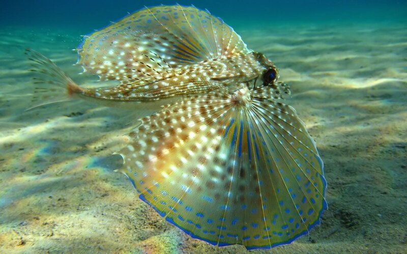 Spotted Flying Gurnard