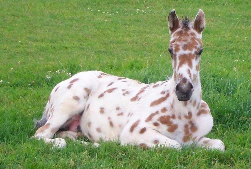 Spotted Foal Lying Down