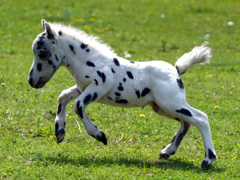 Spotted Foal Running