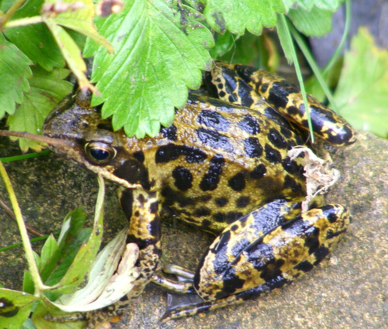 spotted frog on a rock