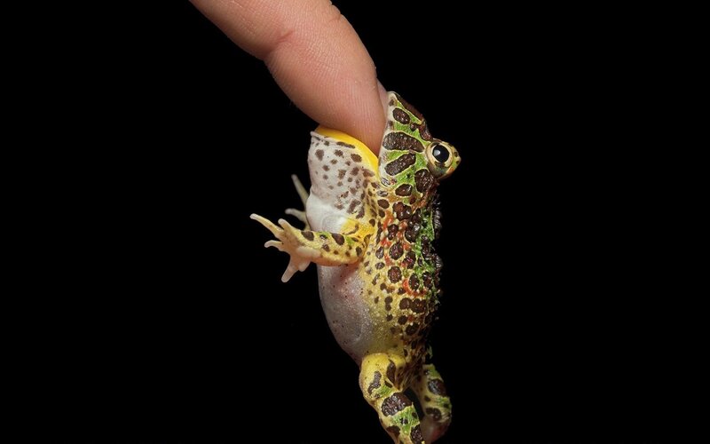 Spotted Frog on Finger — Green, Dramatic, Photograph