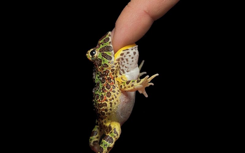 Spotted Frog on Finger — Green, Dramatic
