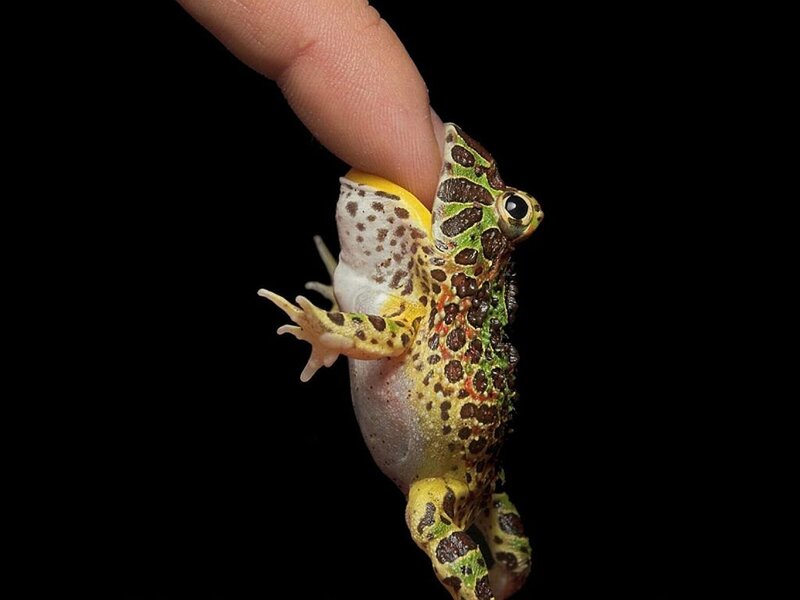 Spotted Frog on Finger — Green