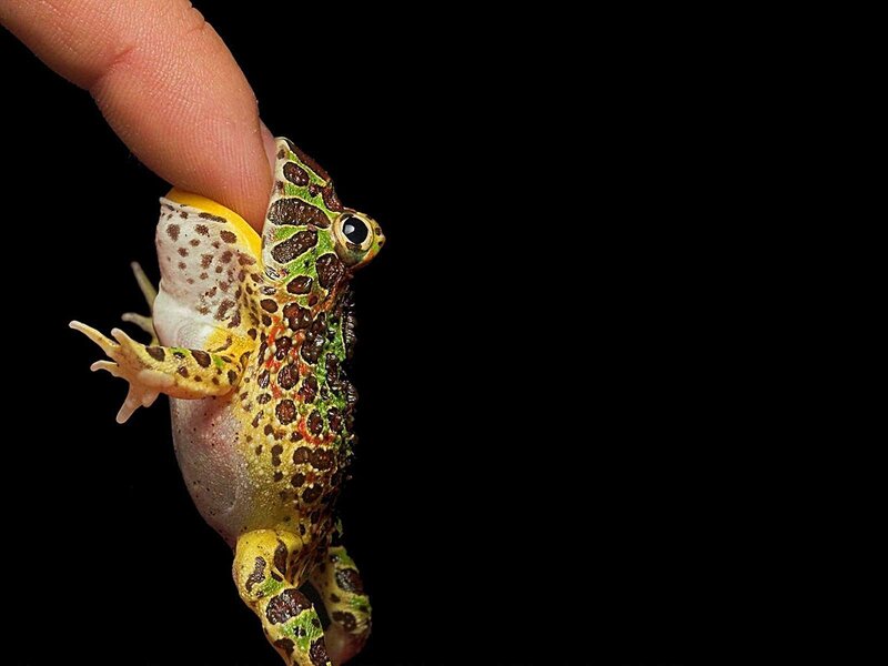 Spotted Frog on Finger