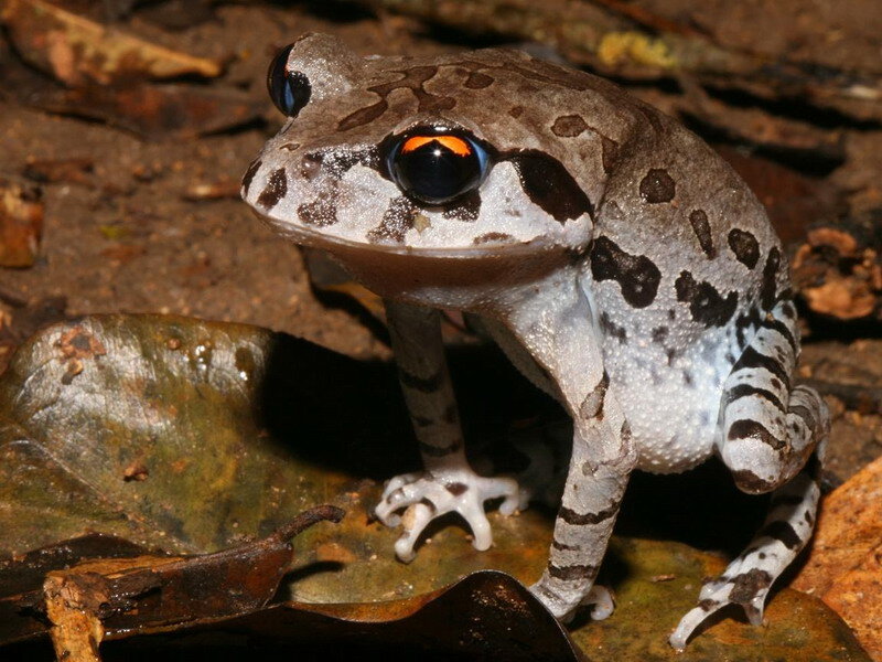 Spotted Frog on Leaf