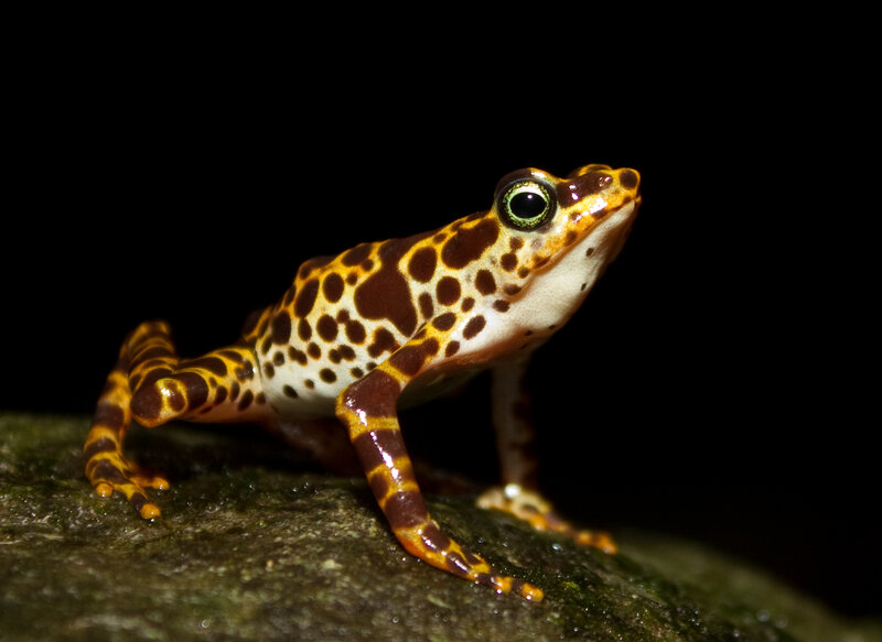 Spotted Frog on Rock — Brown