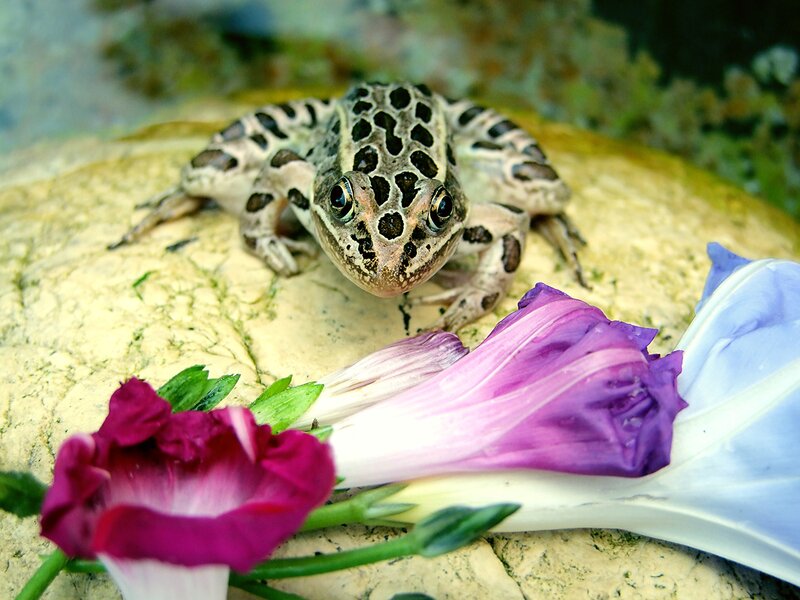 Spotted Frog on Rock