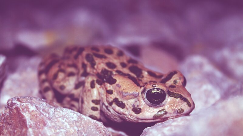 Spotted Frog on Rocks