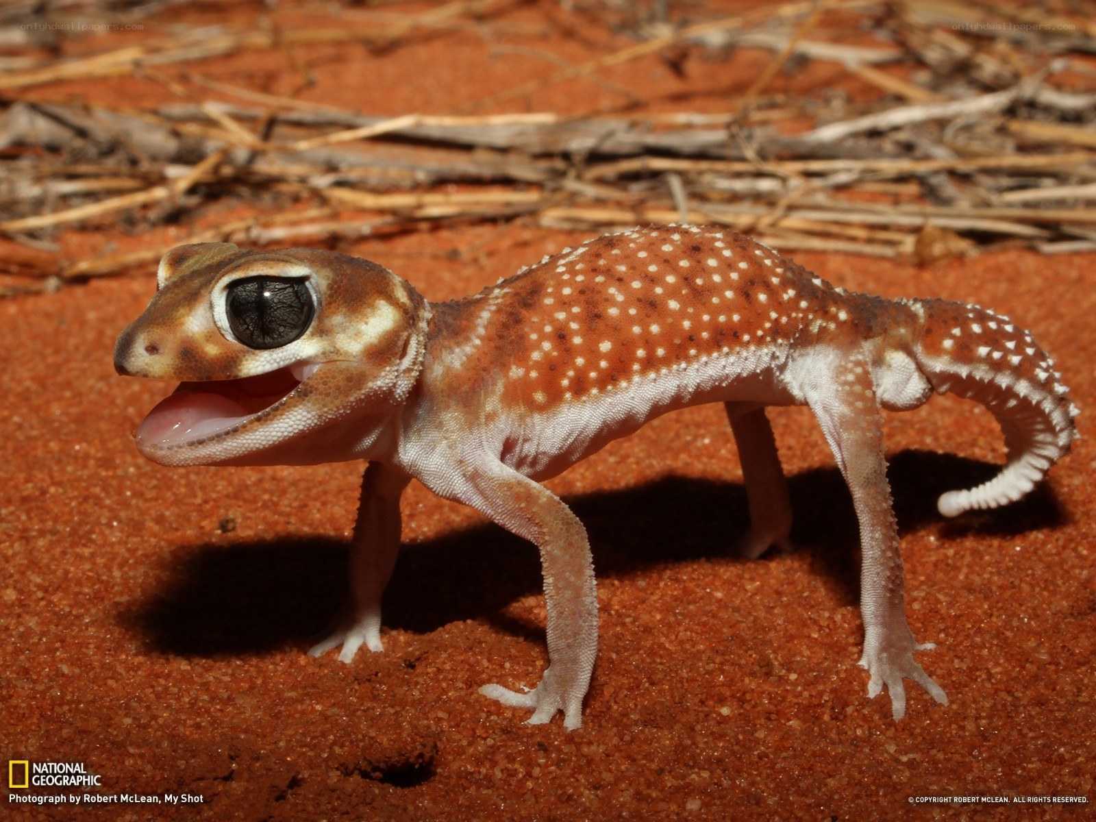 spotted gecko on red sand