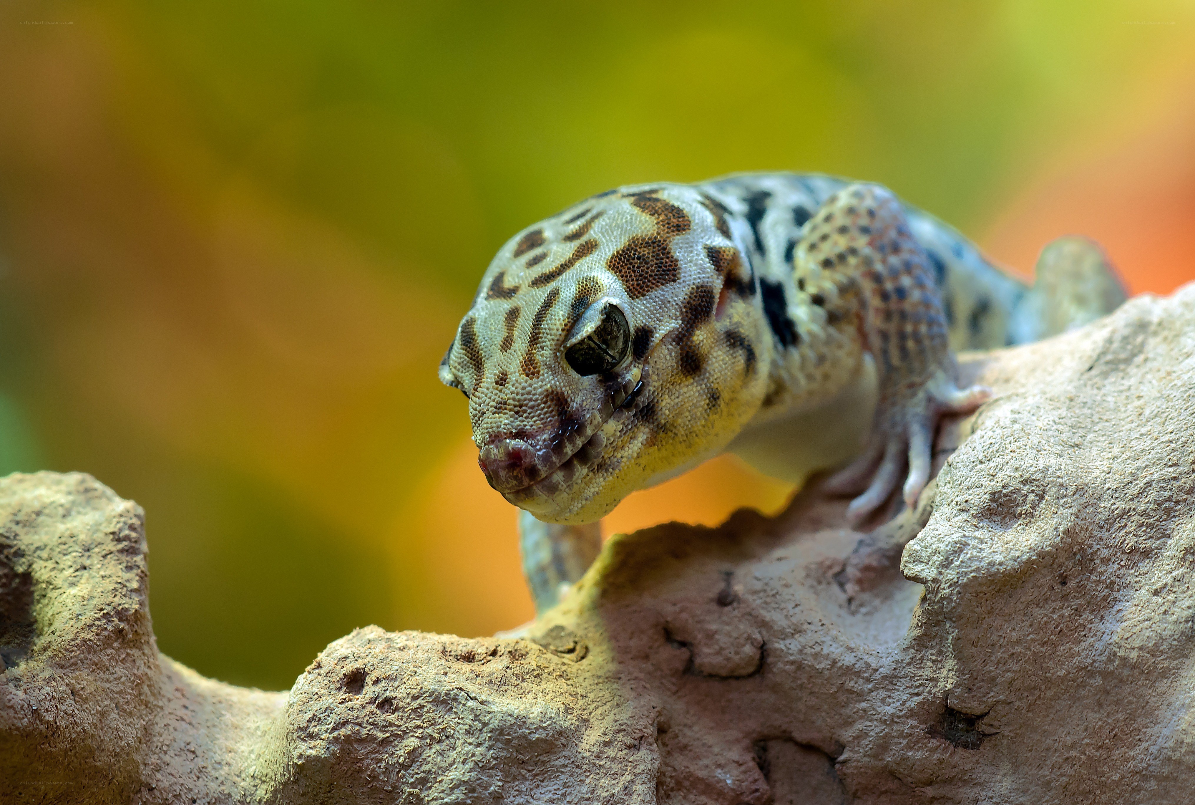 spotted gecko on rock