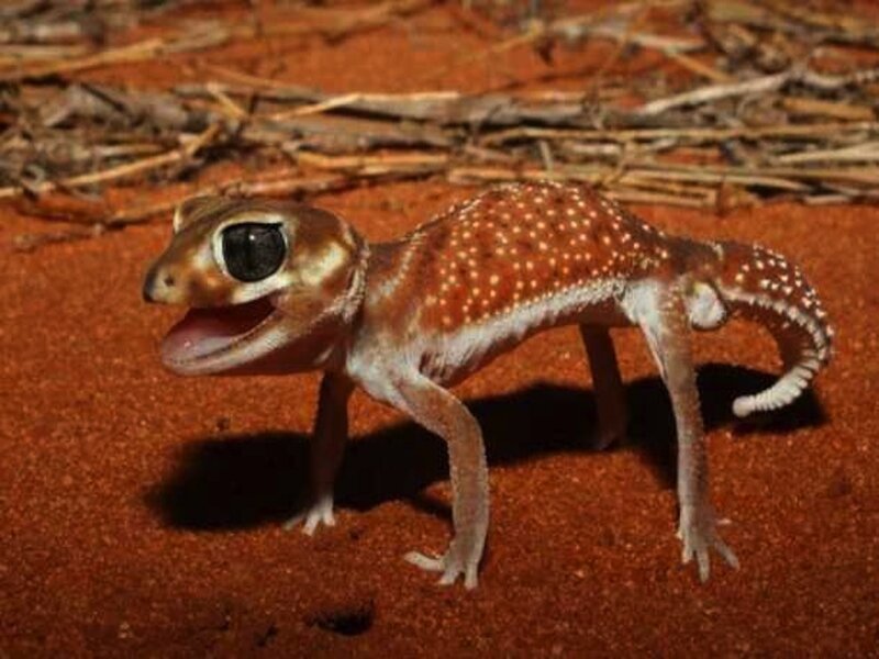 Spotted Gecko on Sand