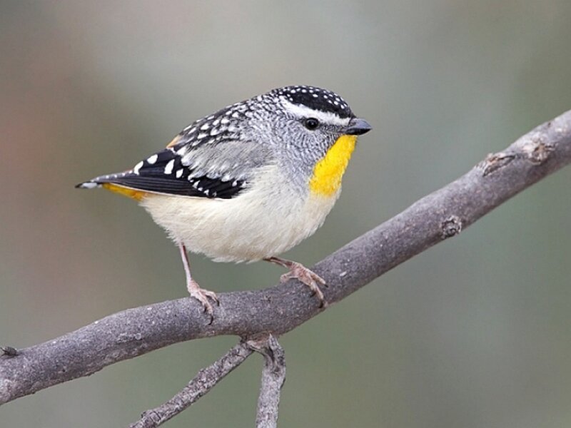Spotted Gerygone Bird