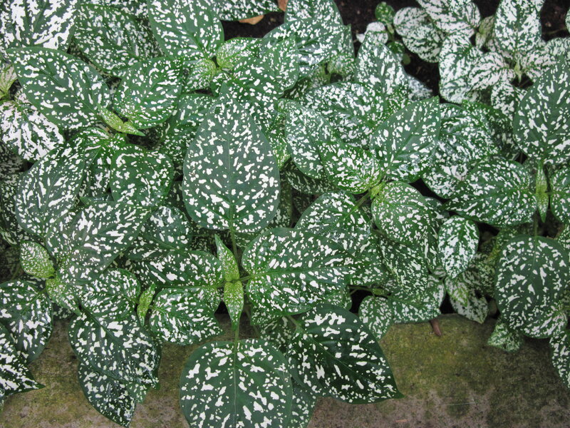 Spotted Green Plant