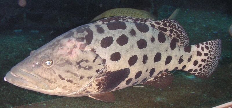 Spotted Grouper Fish