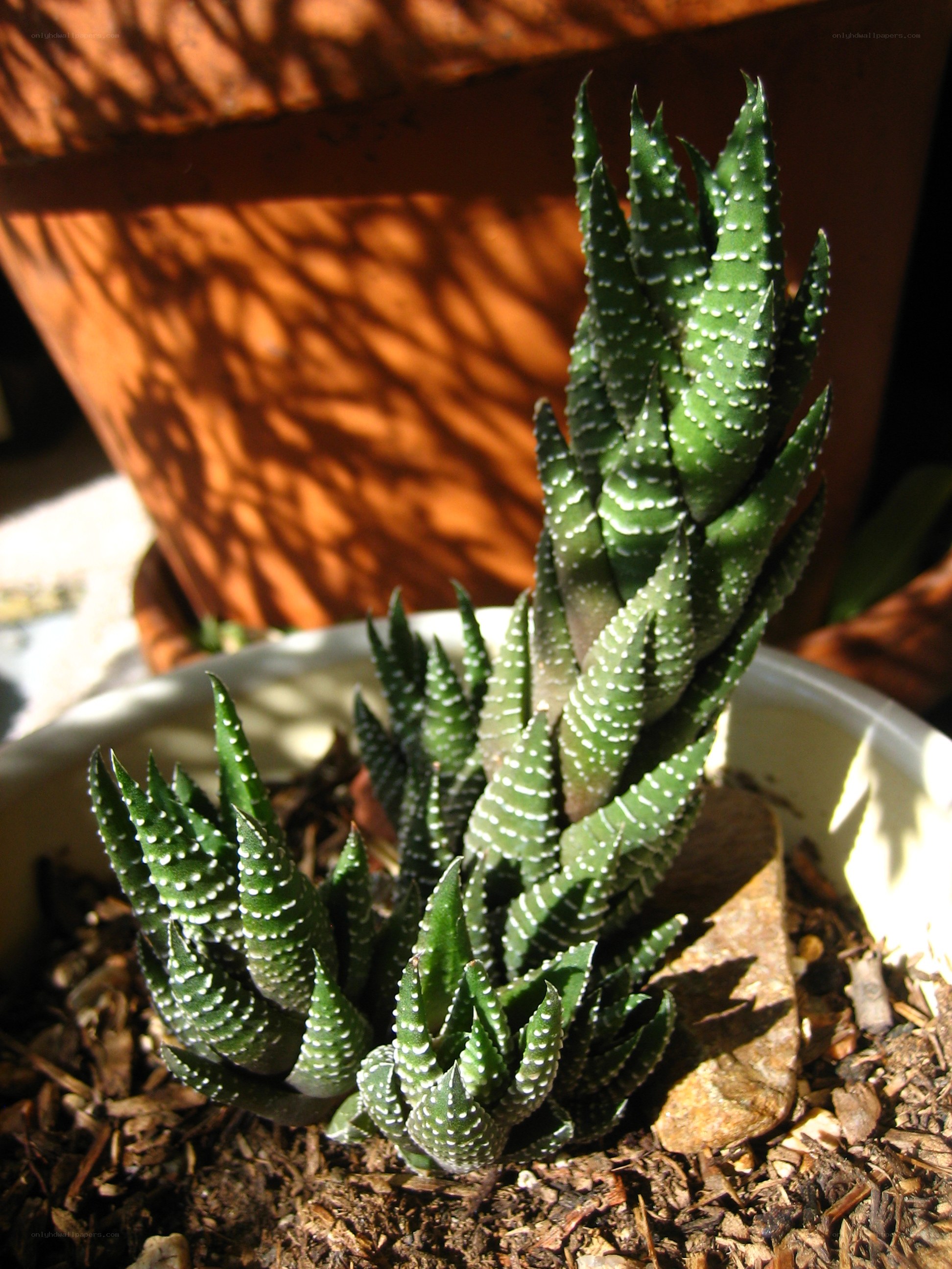 spotted haworthia plant