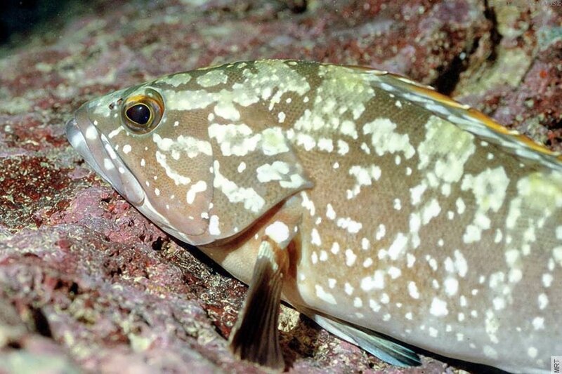 Spotted Hind Fish — Brown