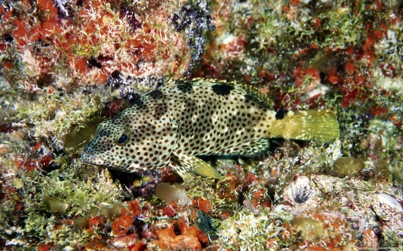 Spotted Hind Fish — Green