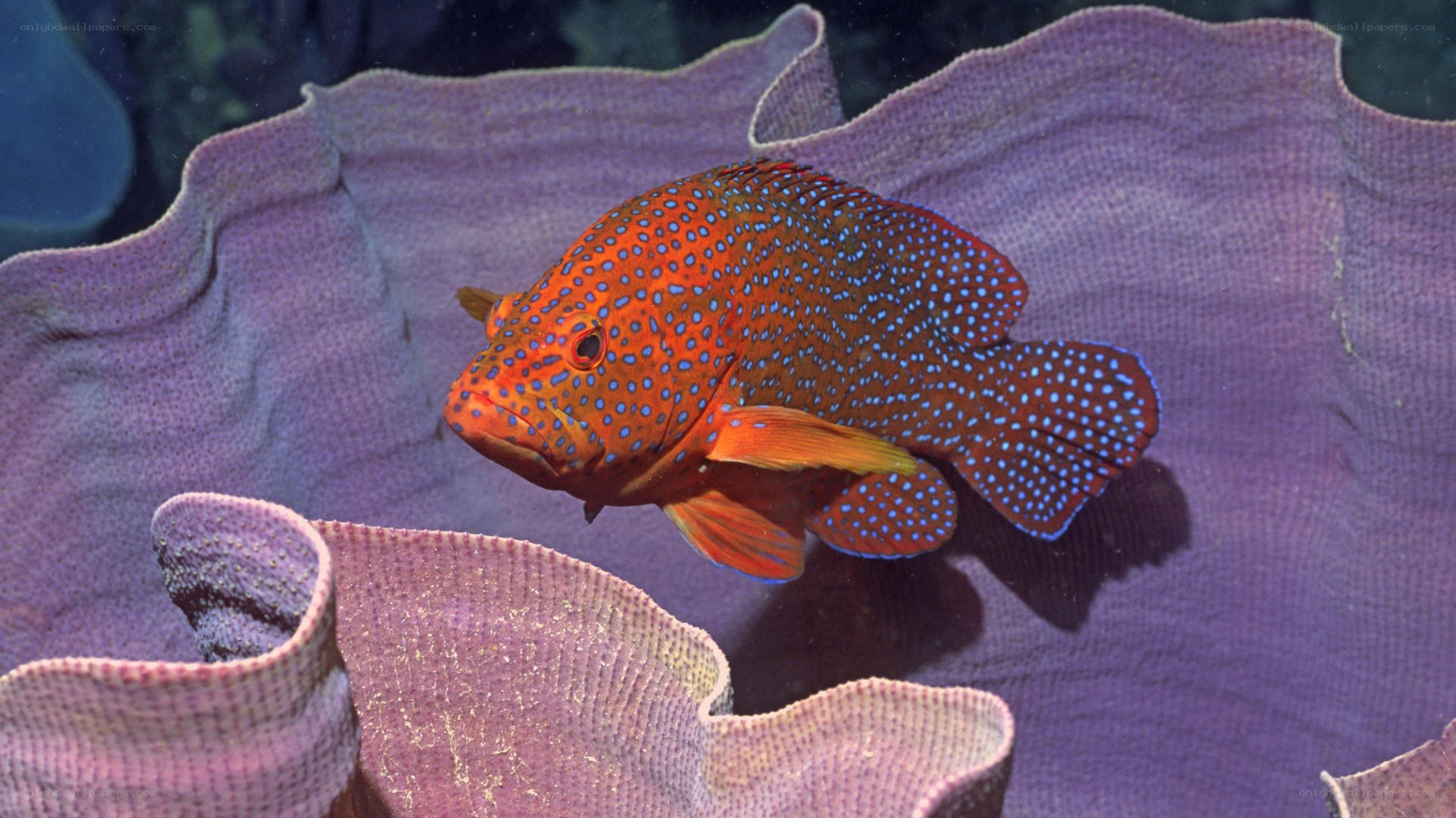 Spotted hind fish in coral