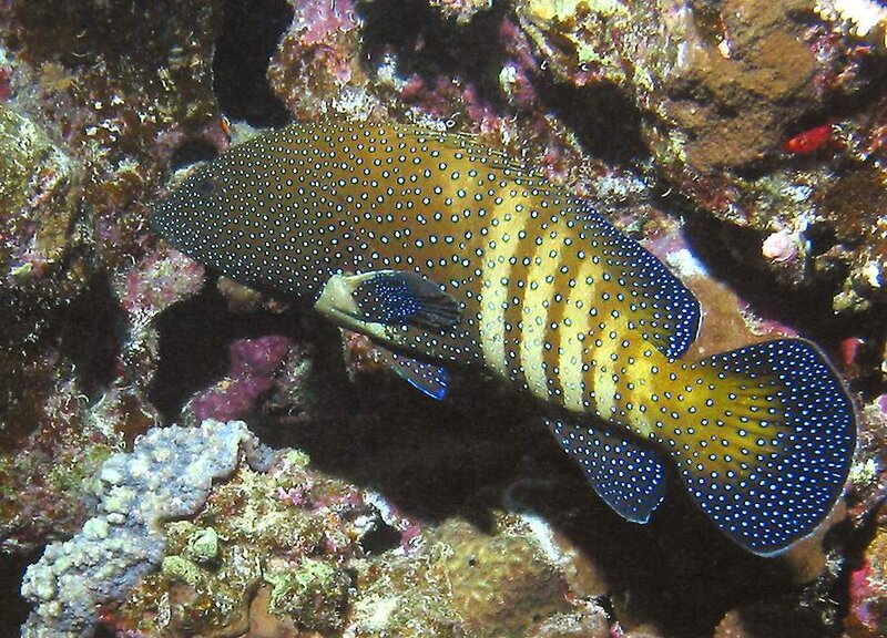 Spotted hind fish on coral reef