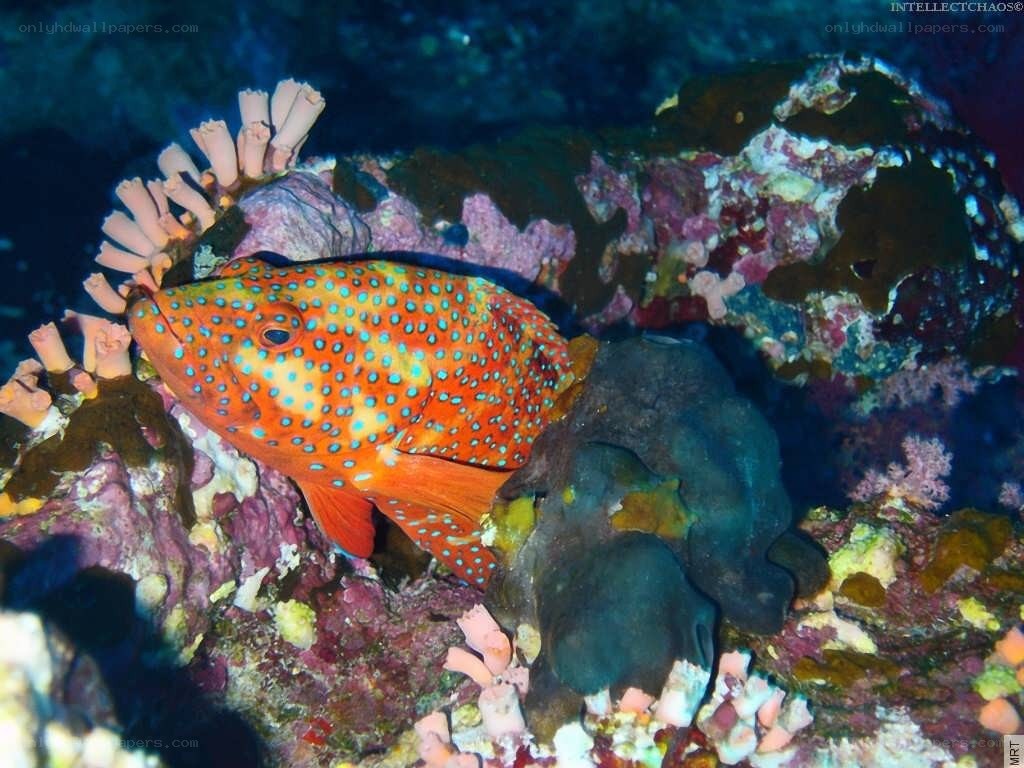 Spotted hind fish on coral reef