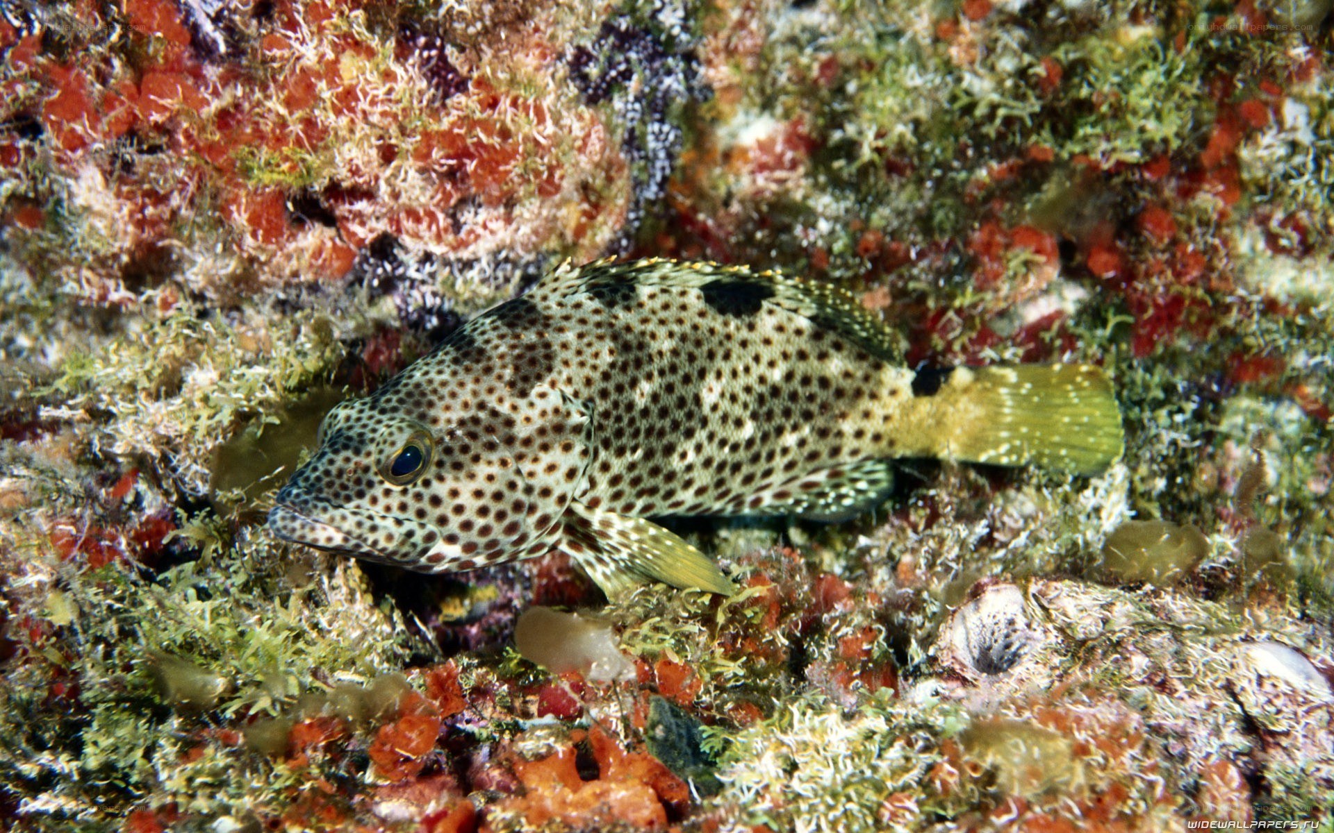 spotted hind fish on reef